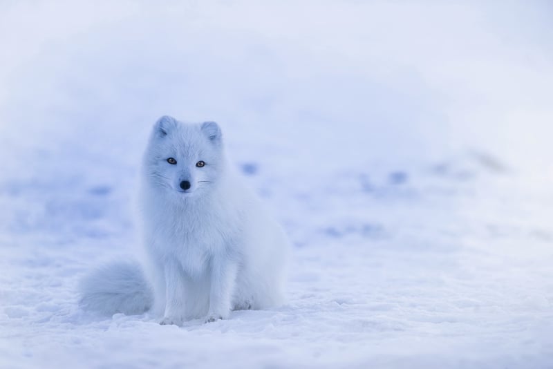Arctic Expedition