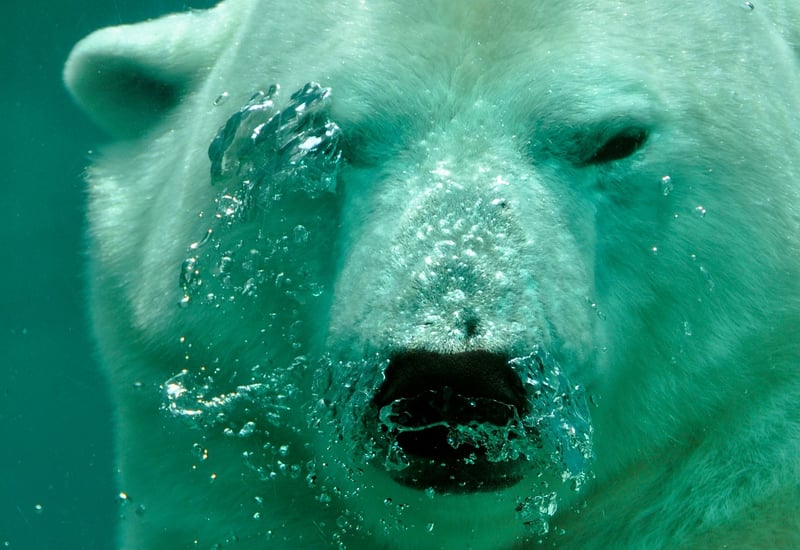 Polar Bear in the Arctic